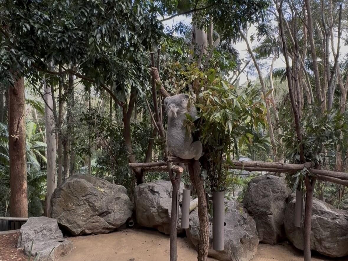 サザンクロス②