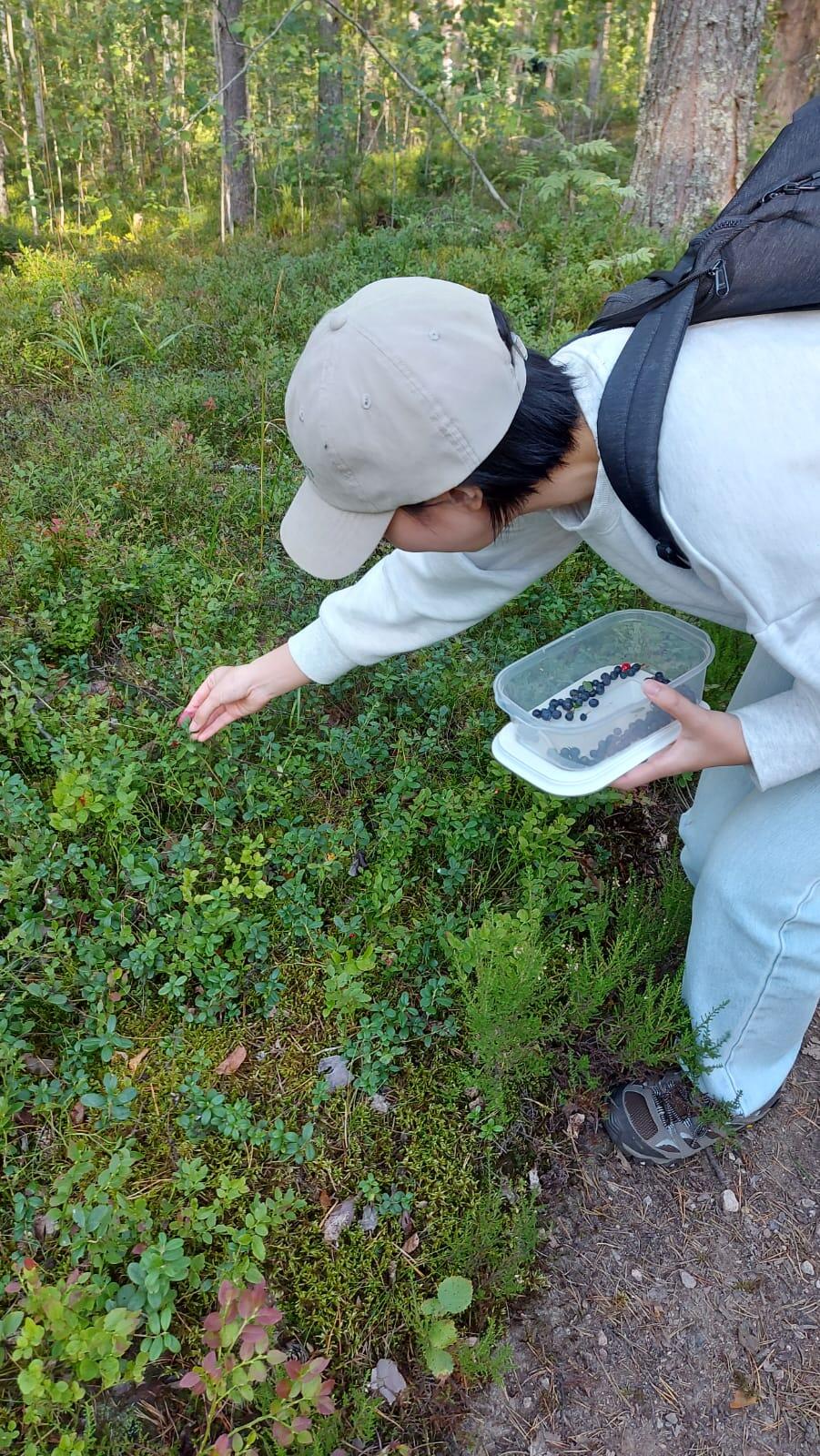 ベリー摘み ベリー摘み