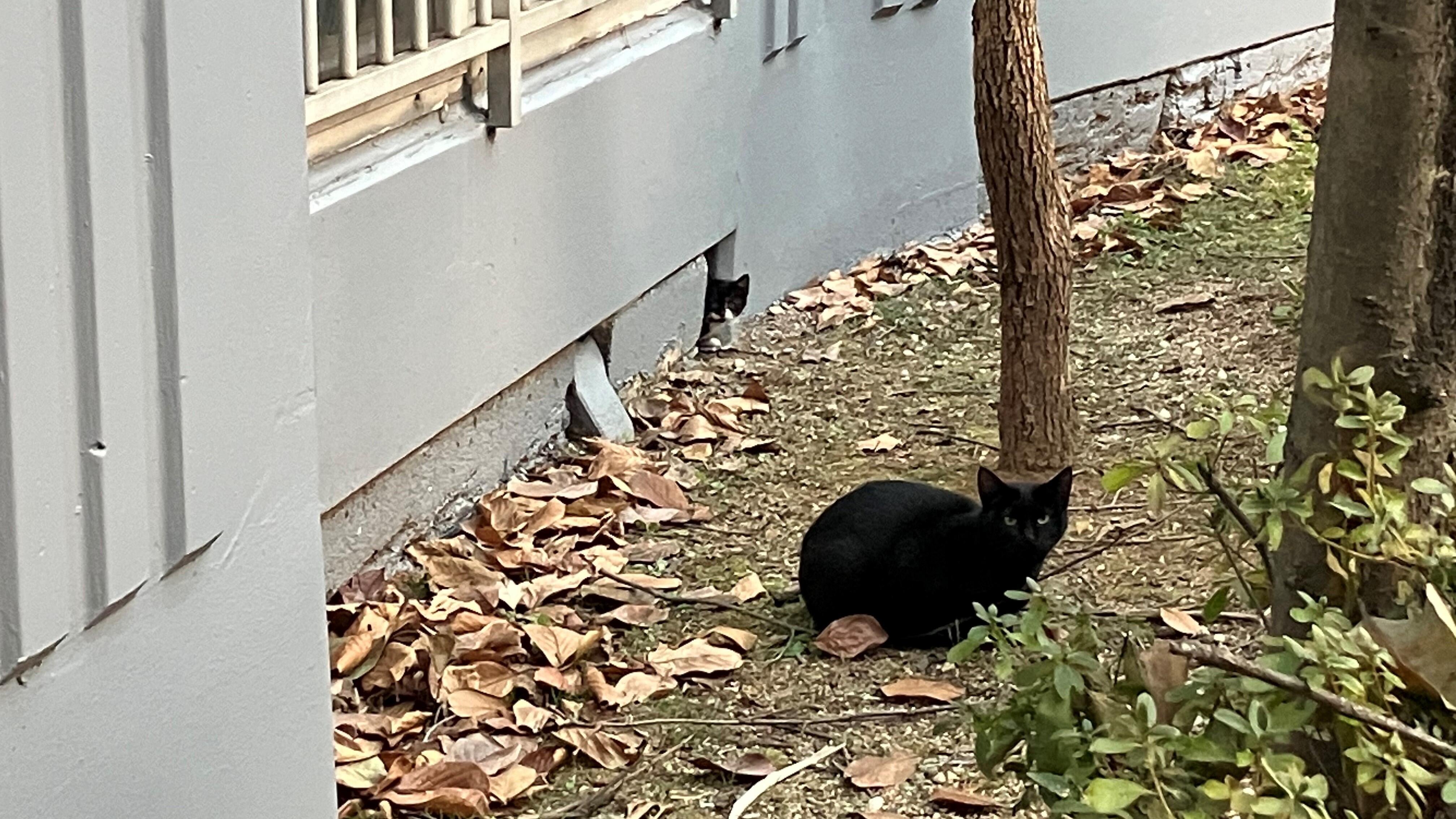 ソウル市立大学校