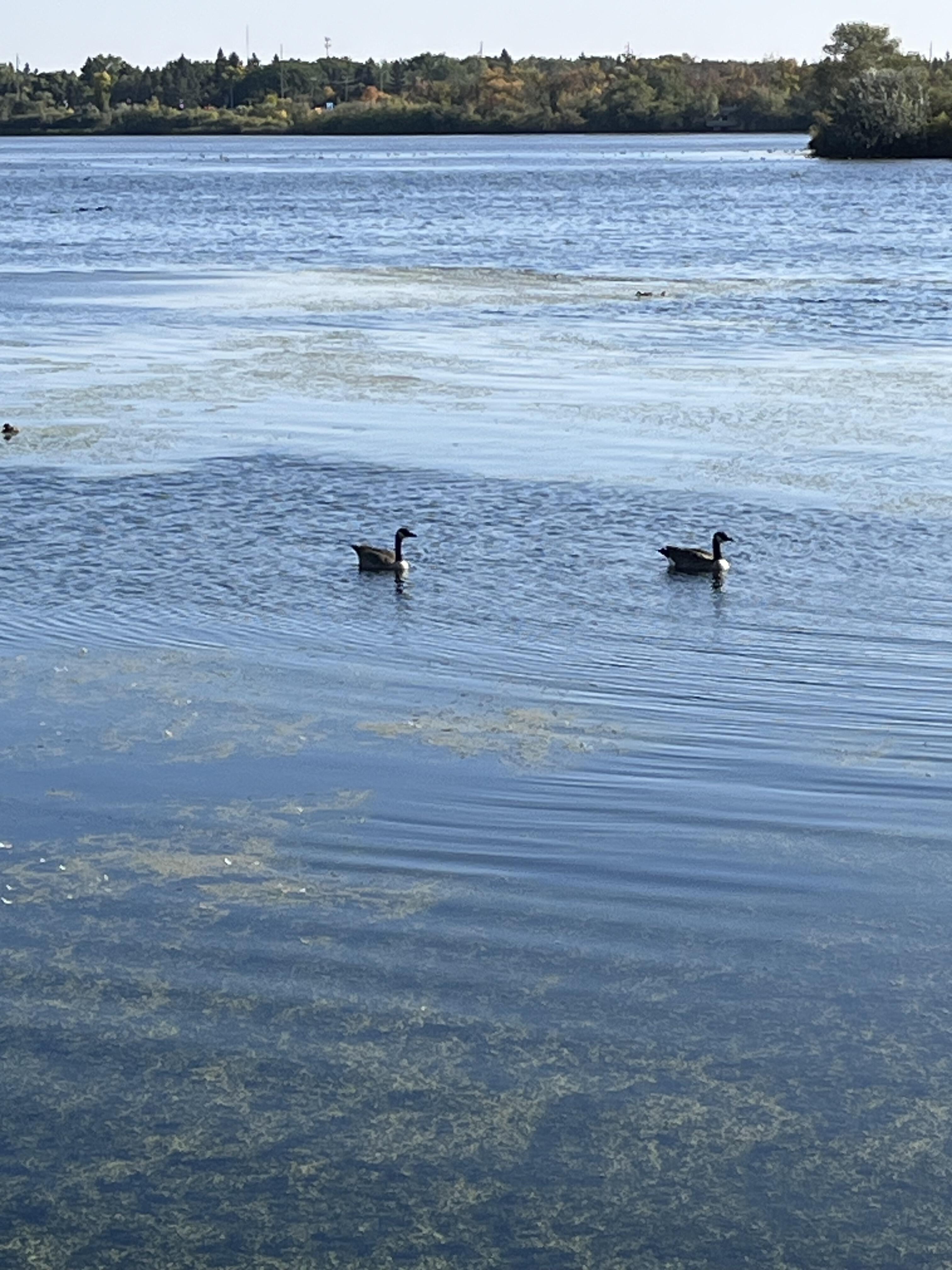 池の鳥.jpg