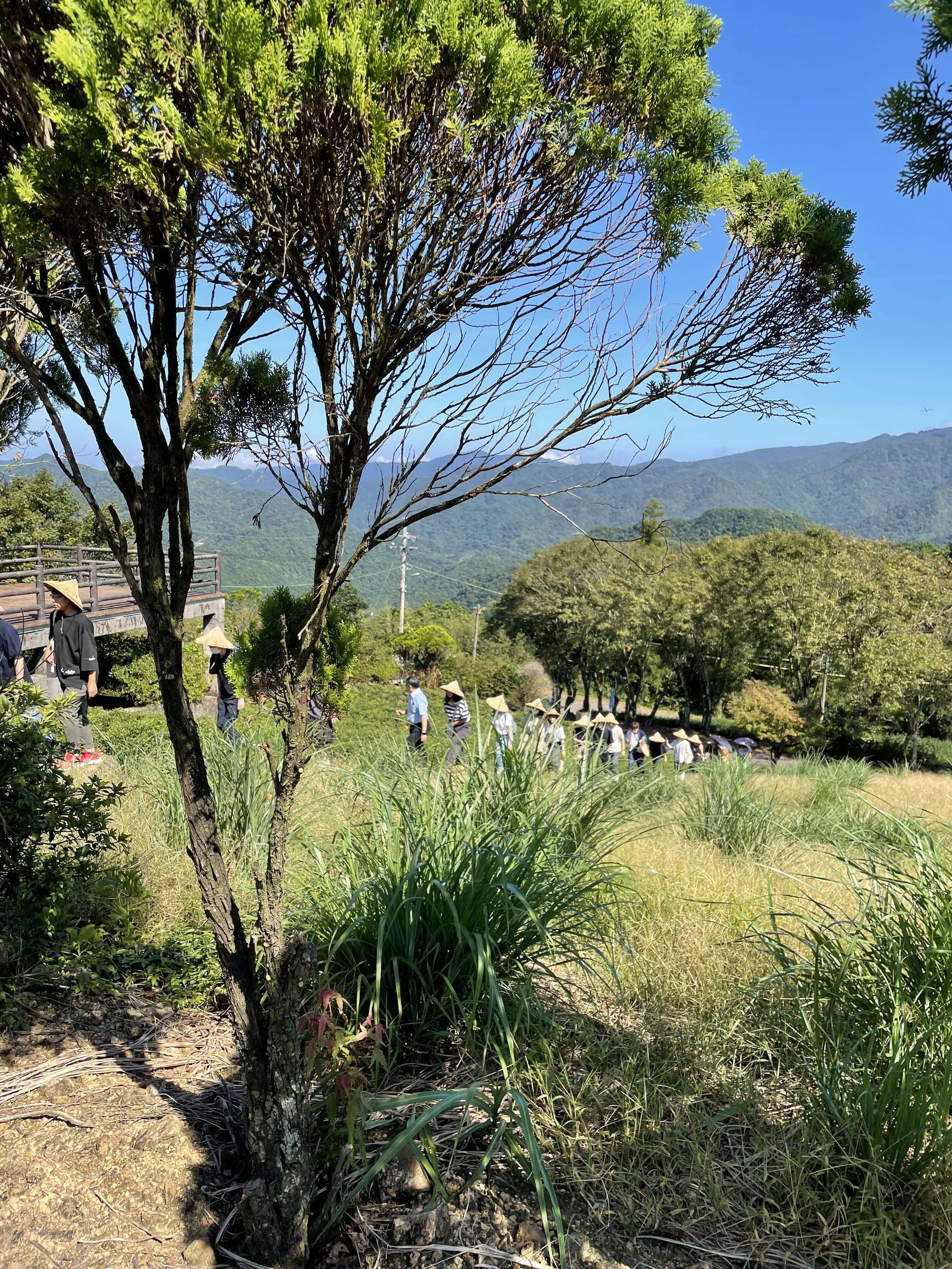 37_坪林茶園.jpeg